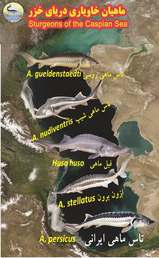 تلاش انستیتو در حفظ و احیای بانك ژن زنده و غیره زنده ماهیان خاویاری